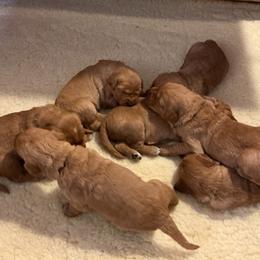 Girl 2 - female Golden Retriever puppy in Groton, New York from Thornfield Farm Goldens