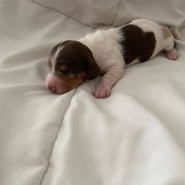 Green - Chocolate Dachshund puppy in Silver Springs, Florida from DeMarsh's Dachshunds