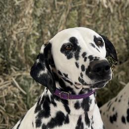 Addi - Dalmatian