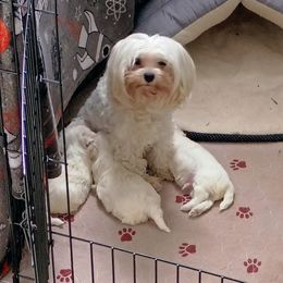 Purple Baby - White male Maltese puppy in Albuquerque, New Mexico from SugarBellsMaltese