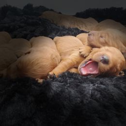 Goldendoodle Puppies from Rustic Road Doodles