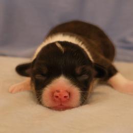Eskimo - Black and tan male Pembroke Welsh Corgi puppy in Arcanum, Ohio from Weissway Corgis