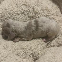 Hershey - Dapple female Dachshund puppy in Dobson, North Carolina from Oakleys Dachshund Haven