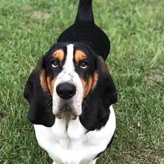 Basset Hounds from Charli Rose & Co Basset Hounds