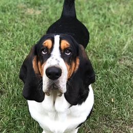 Basset Hounds from Charli Rose & Co Basset Hounds
