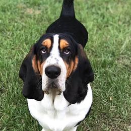 Basset Hounds from Charli Rose & Co Basset Hounds
