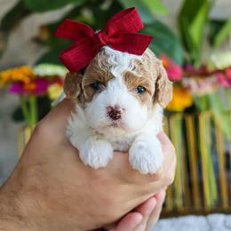Floatie - Blenheim female Cavapoo puppy in Salado, Texas from Red Ranch Dogs