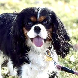 Cavalier King Charles Spaniels from Copper Cliff Cavaliers