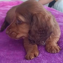 Dachshund Puppies from Nikas Baby Beanz LH Dachshunds