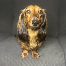 Zoe - Dachshund