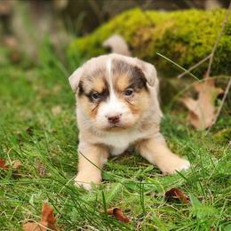 Tilly - Red merle female Miniature Australian Shepherd puppy in Sandown, New Hampshire from Ashby Lou Aussies
