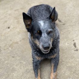 Australian Cattle Dogs from Flying J Homestead Cattle Dogs