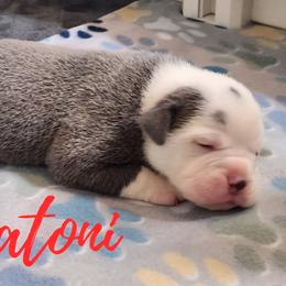 Rigatoni - Blue tri-color male Bulldog puppy in Washington from Sun City Campeiro Bulldogs
