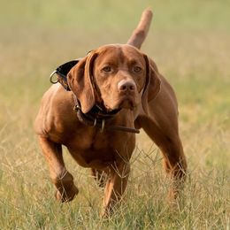 Vizslas from Mythic Vizslas