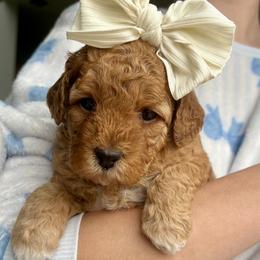 Cinderella - Apricot female Goldendoodle puppy in Berlin, Ohio from Doodle Babys