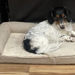 Dachshunds from Spanish Peaks Longhair Mini Dachshunds