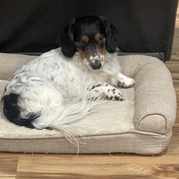 Dachshunds from Spanish Peaks Longhair Mini Dachshunds