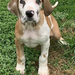 Great Danes from Krystal’s Glam Puppies