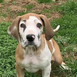 Great Danes from Krystal’s Glam Puppies