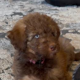 Autumn - Brown and white female Aussiedoodle puppy in Ellenburg Center, New York from Kristin's Puppies