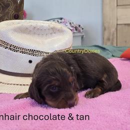 Chocolate girl - Chocolate and tan female Dachshund puppy in Cedar City, Utah from Country Doxies