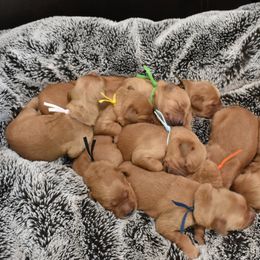 Golden Retriever Puppies from Mountain Raised Retrievers