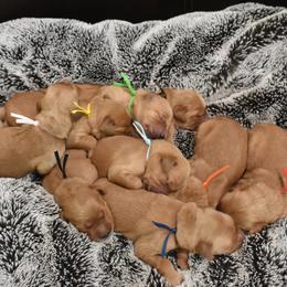 Golden Retriever Puppies from Mountain Raised Retrievers