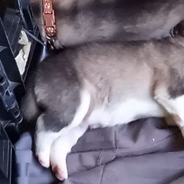 Alaskan Malamute Puppies from River Bend Malamutes