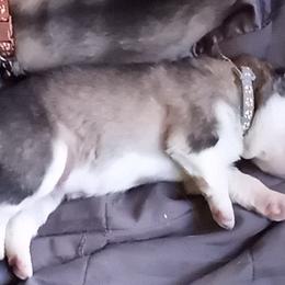 Alaskan Malamute Puppies from River Bend Malamutes