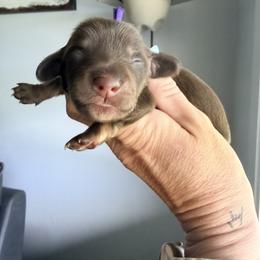 Petunia -purple- - Chocolate and cream female Dachshund puppy in Alva, Florida from Salty C's Dachshunds