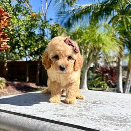 Girl 1 - Apricot female Poodle puppy in San Diego, California from Goldendoodles & Poodles of San Diego