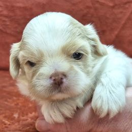 EMMETT - Liver and white male Shih Tzu puppy in Candler, North Carolina from Pup-Tzu WNC