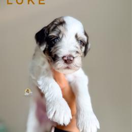 Luke - Parti male Goldendoodle puppy in Dallas County, Texas from Dream A Little Doodle
