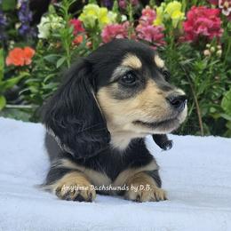 Zoie - Black and cream female Dachshund puppy in Ben Wheeler, Texas from Anytime Dachshunds by D.B.