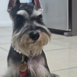 Luna - Miniature Schnauzer
