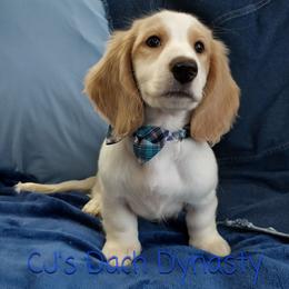Big Brother 3000 - Cream male Dachshund puppy in Gatesville, Texas from CJ's Dach Dynasty