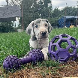 Ciarra - Harlequin female Great Dane puppy in Jerusalem, Arkansas from Mara Danes