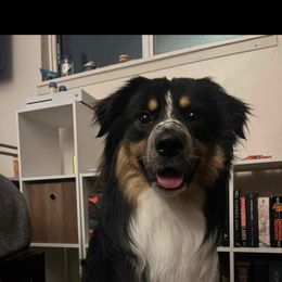 Australian Shepherd and Pomeranian All Grown Up from Willamette Valley Aussies