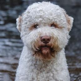 Lagotto Romagnolo Puppies from Tesoro Riccio