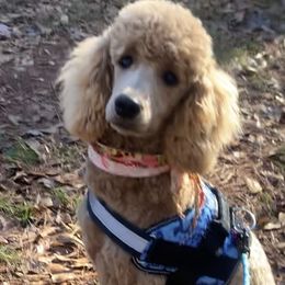Girl 1 - Apricot Poodle puppy in Townville, South Carolina from GingerLane Poodles