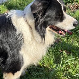 Border Collie Puppies from Buttonwillows Farm Border Collies