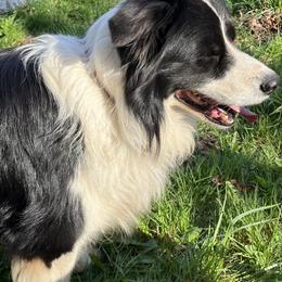 Border Collie Puppies from Buttonwillows Farm Border Collies