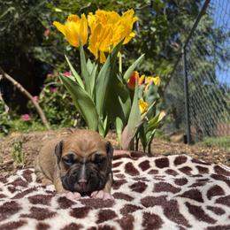 Boy 1 - Fawn male American Pit Bull Terrier puppy in Stanwood, Washington from Barajas Family Ranch