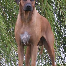 Rhodesian Ridgebacks from The Realm