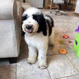 Boba - Parti male Goldendoodle puppy in Sugarcreek, Ohio from True Hearted Doodles