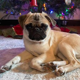 Pug Puppies from Hatfield Pugs