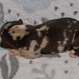 Australian Shepherd Puppies from Nicole Brinton