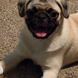 Skittles - Pug