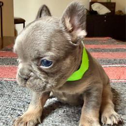 Phoenix green collar - Blue male French Bulldog puppy in Cordes Lakes, Arizona from Puppy Love AZ