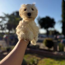 Dark pink collar - Wheaten female Miniature Schnauzer puppy in Santa Ana, California from The_K_Schnauzers